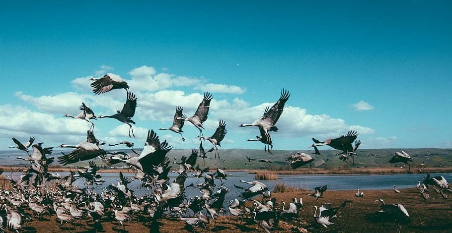 Cranes Migrating in the Hula Valley of Israel